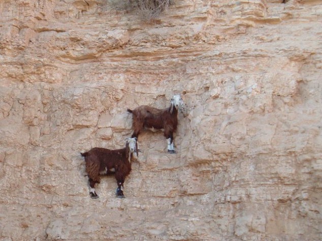 mountain goats climb 3