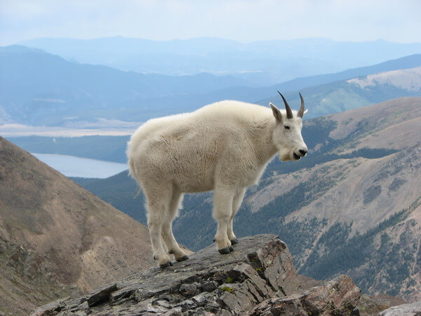 mountain goats climb 9