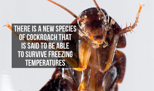 10+Cool+Facts+About+Cockroaches