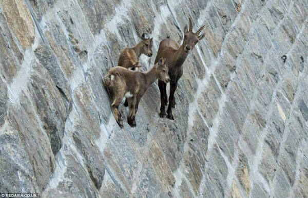 mountain goats climb 2
