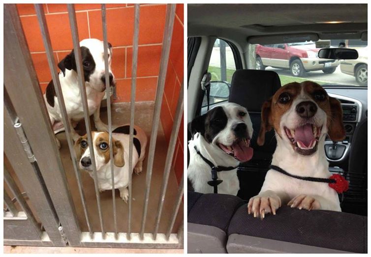 These 16 Dogs Got Out Of The Shelter, And Their Reactions Are Amazing!