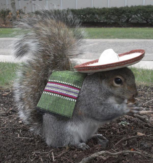 costume squirrel whisperer sneezy nary krupa 2 College student befriends a squirrel on campus and pimps out its wardrobe (26 Photos)