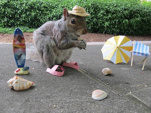 costume squirrel whisperer sneezy nary krupa 29 College student befriends a squirrel on campus and pimps out its wardrobe (26 Photos)