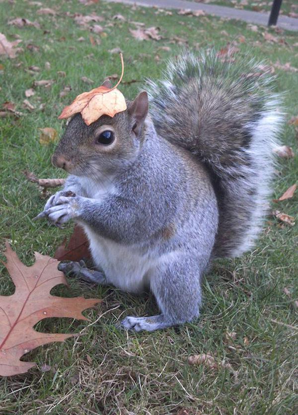 costume squirrel whisperer sneezy nary krupa 43 College student befriends a squirrel on campus and pimps out its wardrobe (26 Photos)