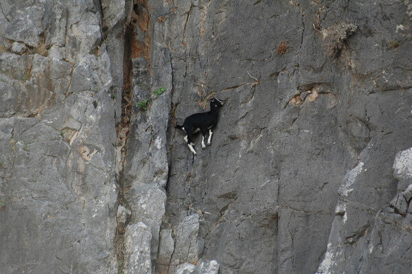 mountain goats climb 14