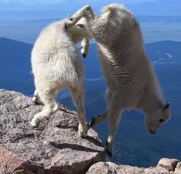 mountain goats climb 15