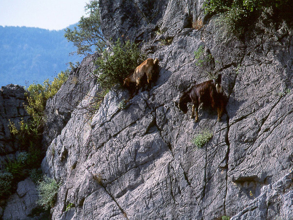 mountain goats climb 16
