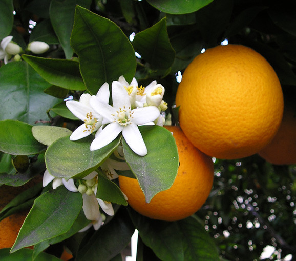 Many oranges are artificially orange.
