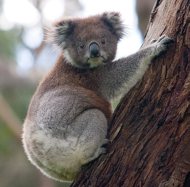 Koalas are freaky.