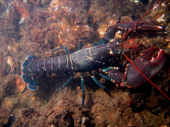 Lobsters live for a very long time.