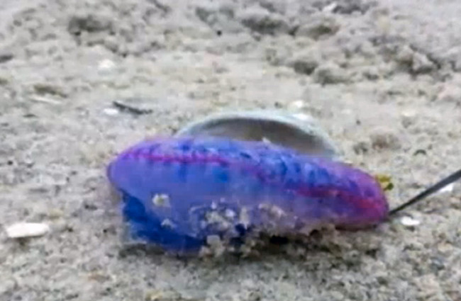 The man o' war often gets mistaken for a jellyfish, but it's an entirely different organism.