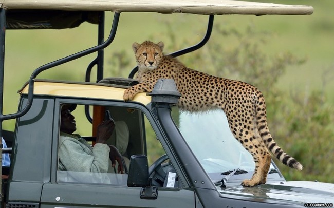 This silly cheetah decided to give a group of tourists driving through the Masai Mara game reserve in Kenya an extra-special (and slightly terrifying) greeting.