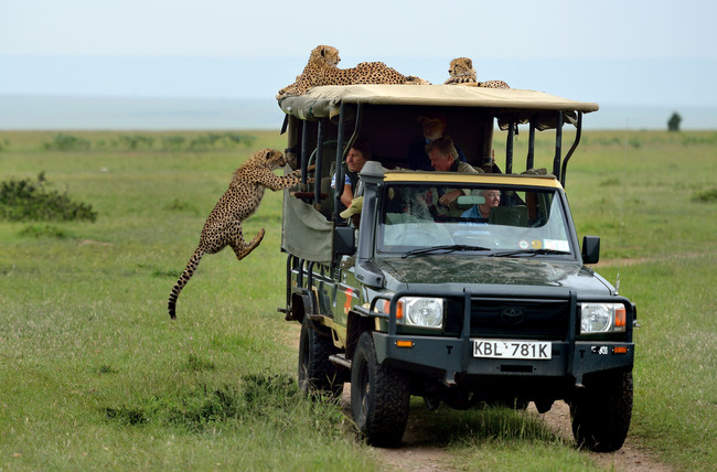 The cheetah's buddies were perfectly content on top of the SUV, but this cutie must have wanted a better look at the strange humans.