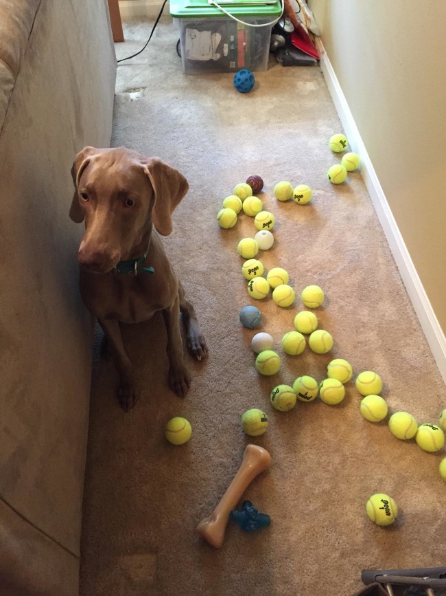 "Hello, my name is Bud, and I have a problem with tennis balls."