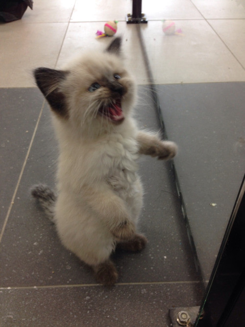 "I am kitten! Hear me roar! Or at least give me treats..."