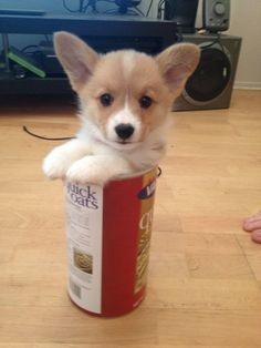 They say the shelf life for canned corgis is much longer, right? 