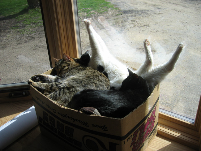 How many cats does it take...to fill up a cardboard box?