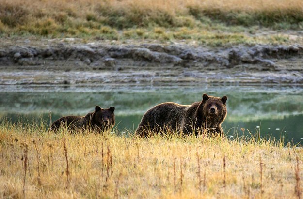 Grizzly bears have been known to abandon single cubs so they can try for a bigger litter the next year.