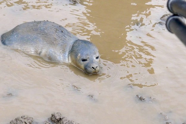It is believed that the seal, whose mother couldn’t be found, had made its way out of a creek into the field, the East Lindsey Target reported.