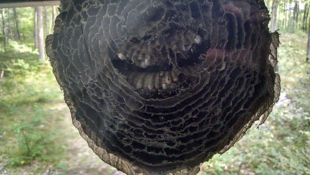 The inside of a wasp's nest hanging off a window.