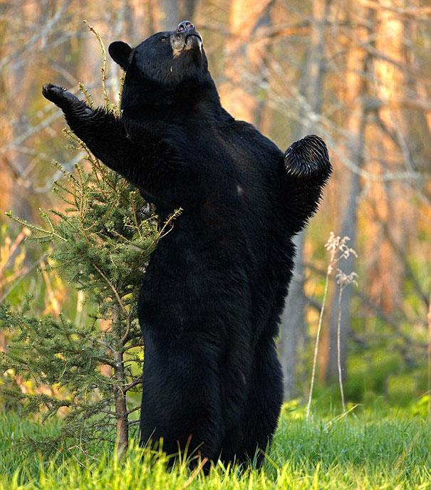 funny-bears-doing-human-things-11