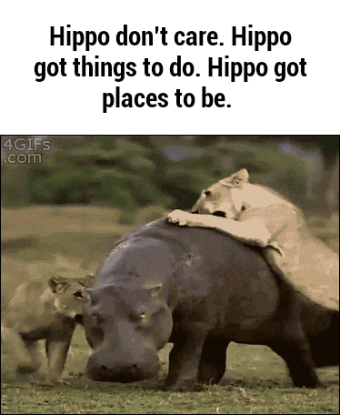 funny gif hippo attack lionesses13 A tip of the cap to all these animals is in order (35 Photos)