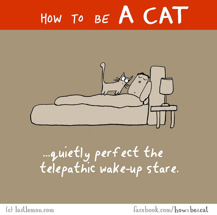 funny-illustration-guide-how-to-be-cat-lisa-swerling-ralph-lazar-20
