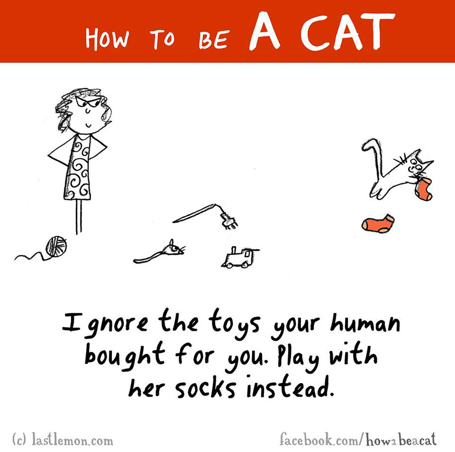 funny-illustration-guide-how-to-be-cat-lisa-swerling-ralph-lazar-25