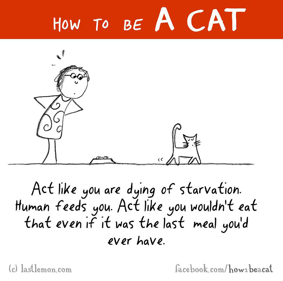 funny-illustration-guide-how-to-be-cat-lisa-swerling-ralph-lazar-42