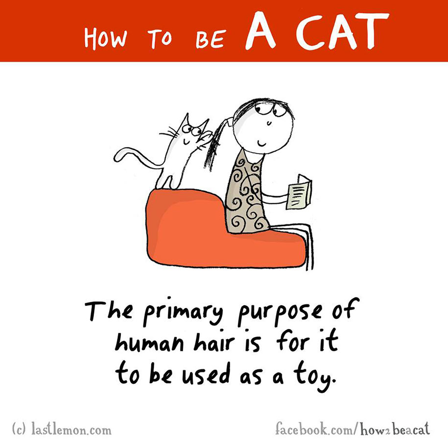 funny-illustration-guide-how-to-be-cat-lisa-swerling-ralph-lazar-6