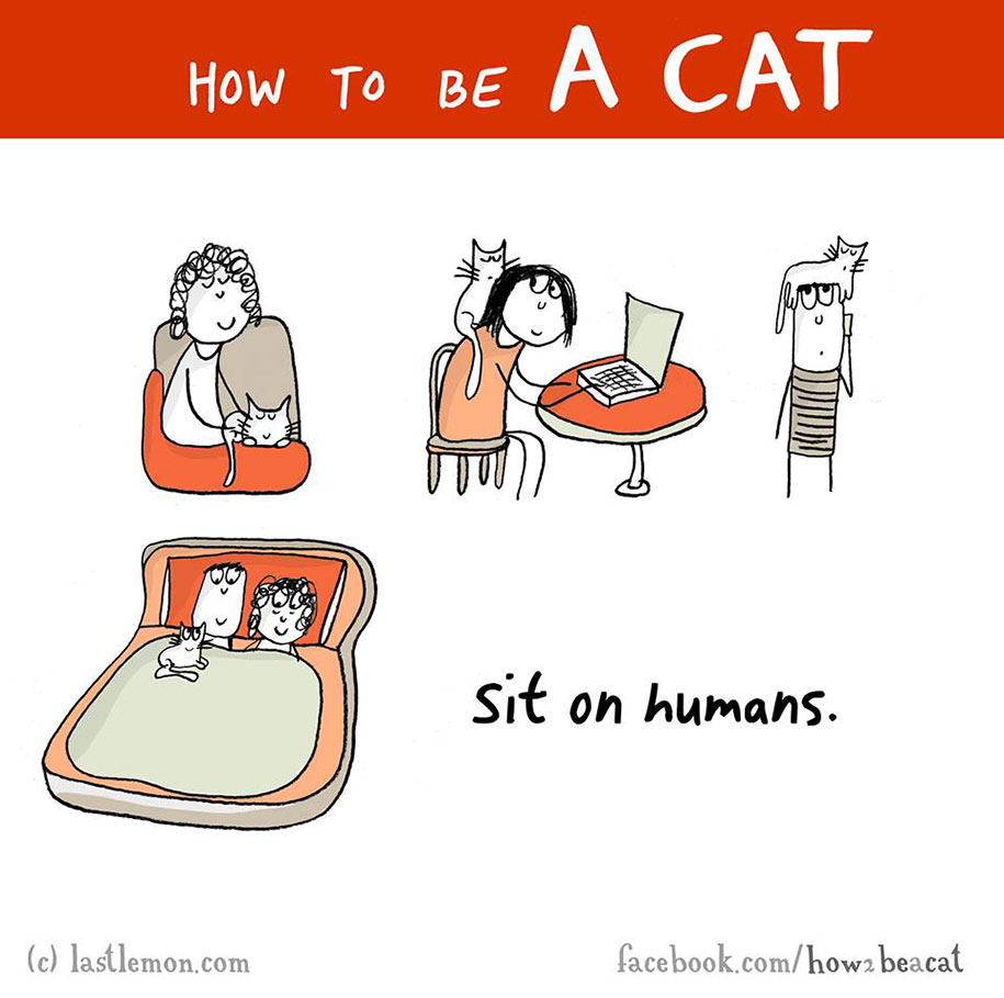 funny-illustration-guide-how-to-be-cat-lisa-swerling-ralph-lazar-98