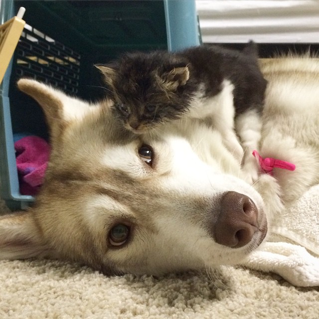 husky-dog-mother-rescues-kitten-lilo-rosie-2