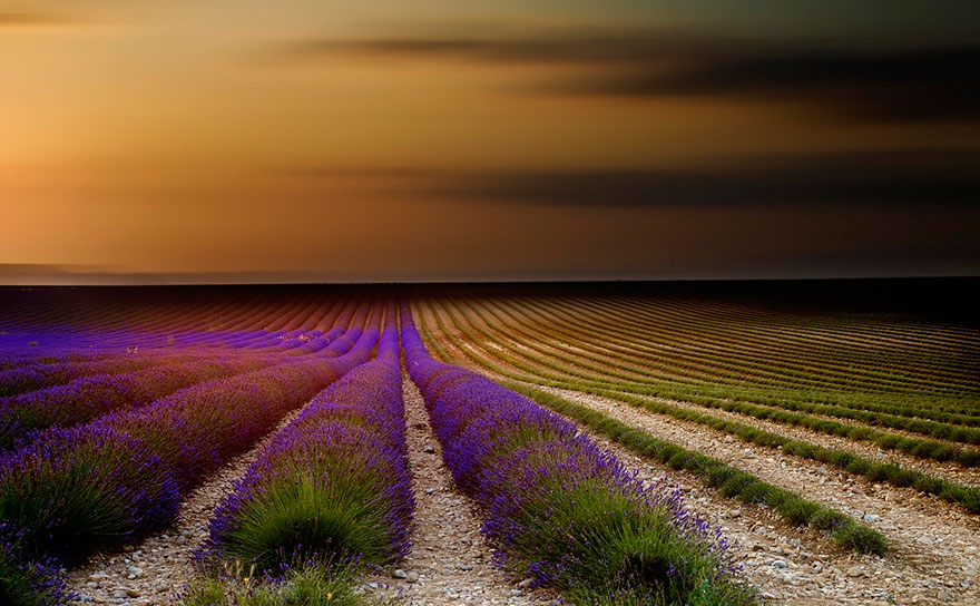 lavender-fields-harvesting-7
