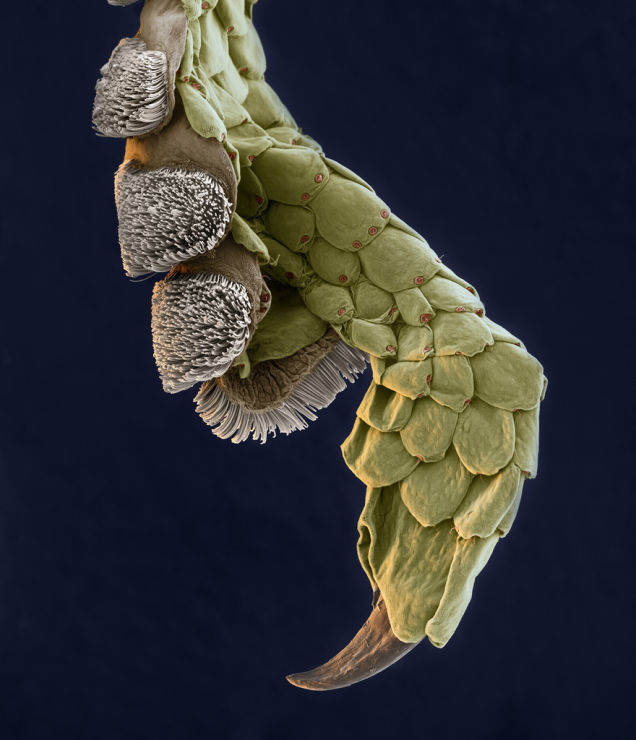 A microscopic image of the leg of a gecko.