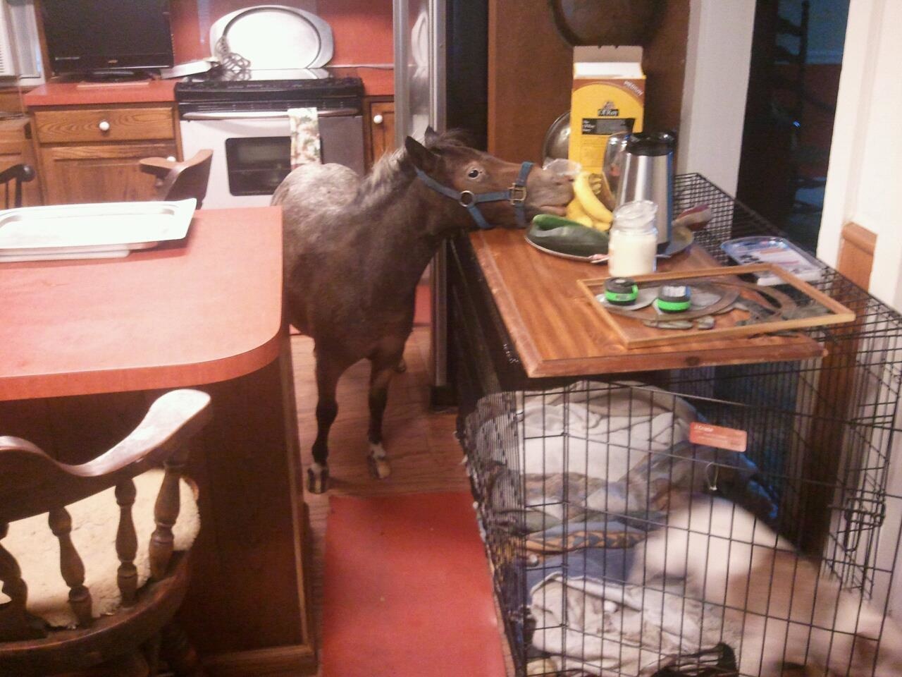 This is why we don't let miniature horses run amok in the house.