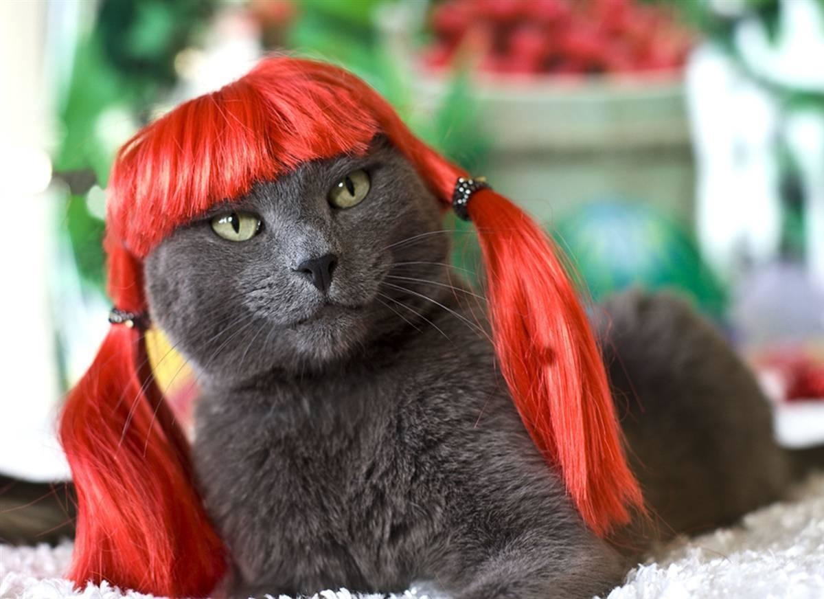 A wig for your cat, because you deserve this.
