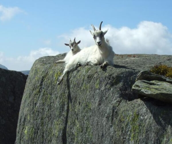 mountain goats climb 7