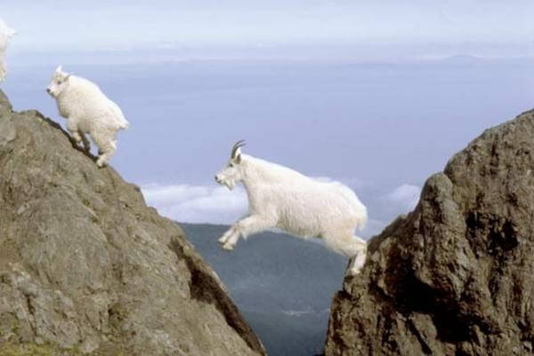mountain goats climb 6