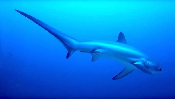 Contrary to popular belief, sharks don't drown if they stop moving. Using the muscles around their mouths, ancient sharks could pump water over their gills so that oxygen could be absorbed. Present-day sharks often breathe differently instead by using fast swimming motions to force water over their gills.