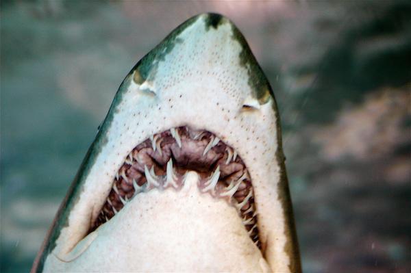 The average shark has 40-45 teeth and can have up to seven rows of replacement teeth. Because sharks lose a lot of teeth and grow them back quickly, they often go through more than 30,000 teeth in a lifetime.
