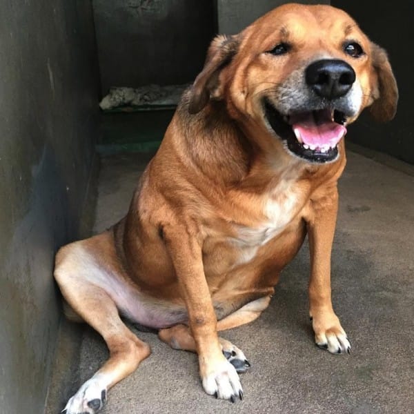 Bolinha's saviors are now helping him shed another 15 pounds. Pretty soon, he'll have reached his healthy goal weight. In the meantime, this incredible dog continues to be an inspiration to all of us.