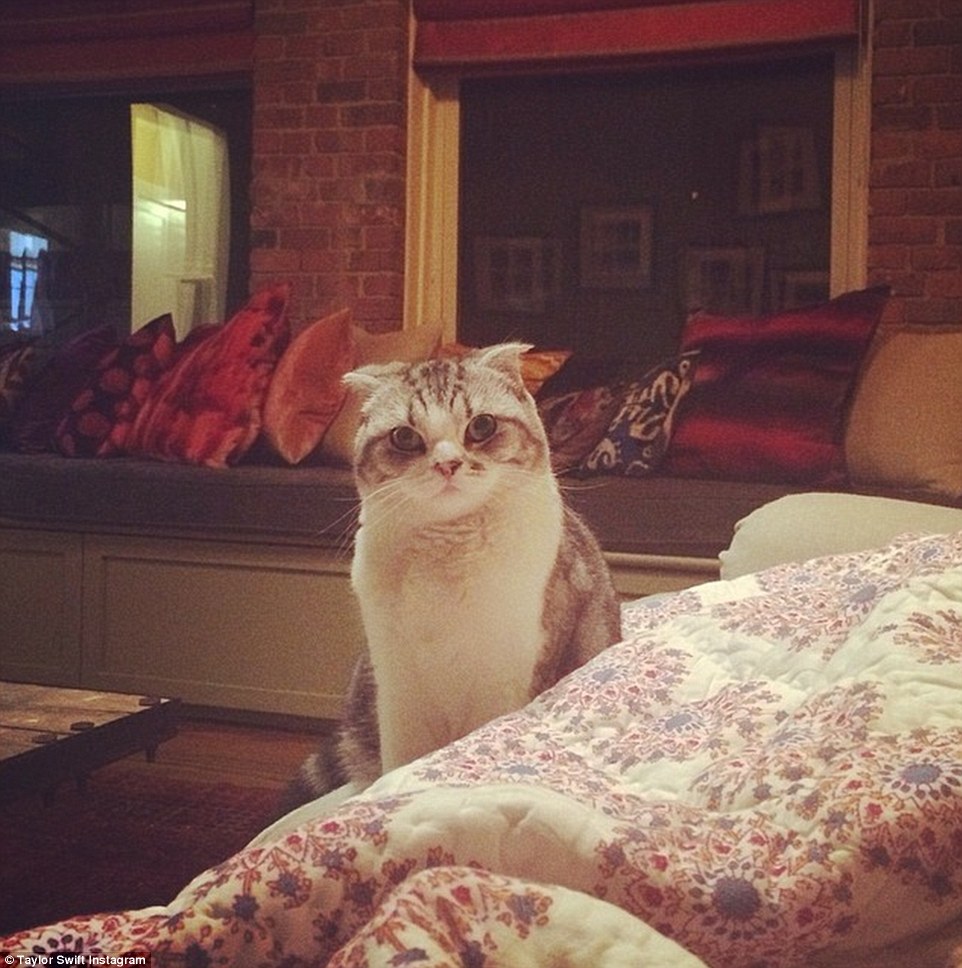 Feline friend: Meredith features in another Instagram photo by Swift, this time getting cozy with a quilt on a settee