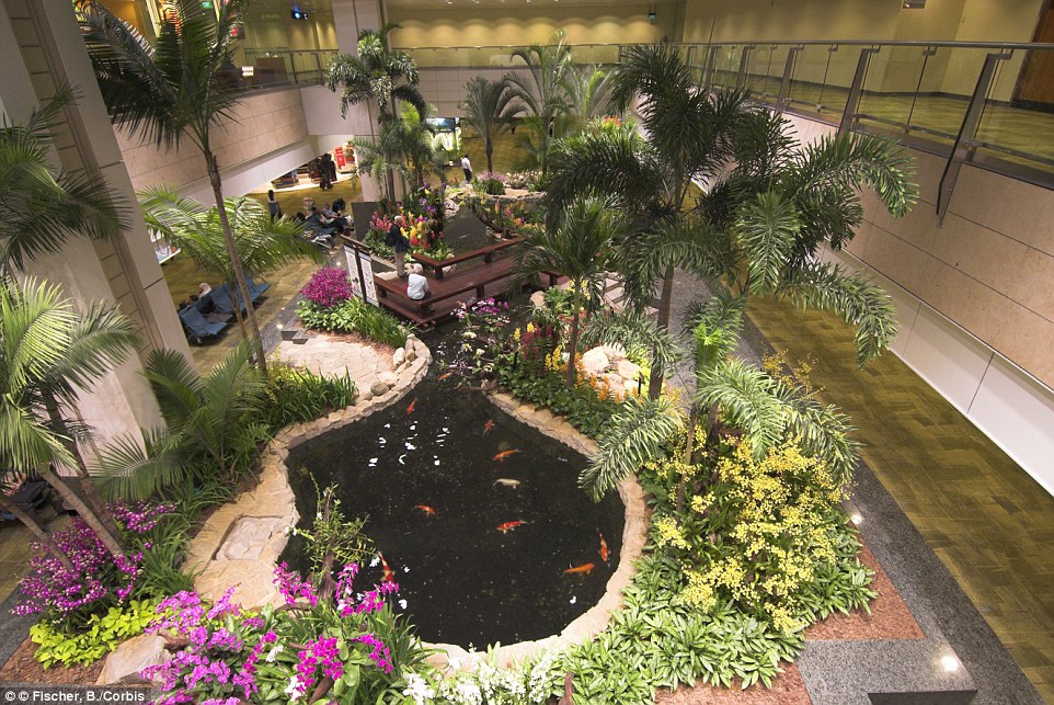 Eleven full-time horticulturists maintain the stunning indoor gardens - which include half a million plants, waterfalls, and koi ponds - at Singapore Changi Airport