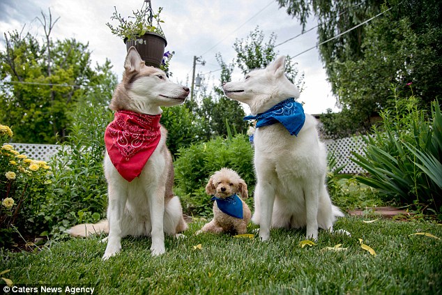 Bobb has made friends with his owner's two Siberian huskies, Kaytu and Denali, as well as the family's cats