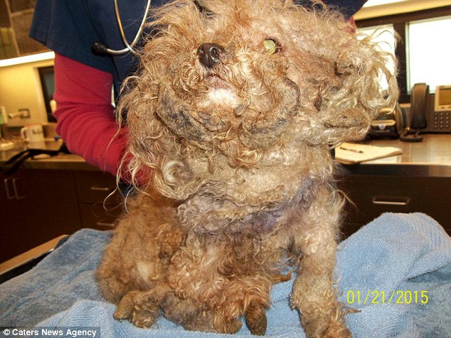This toy poodle, named Bobb,  had not been groomed for a decade and ended up with fur that was so matted it cut off two of his legs