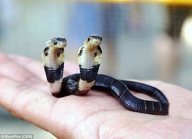 Mutant: A Chinese snake breeder has discovered a two-headed snake on his farm in Yulin, southern China 
