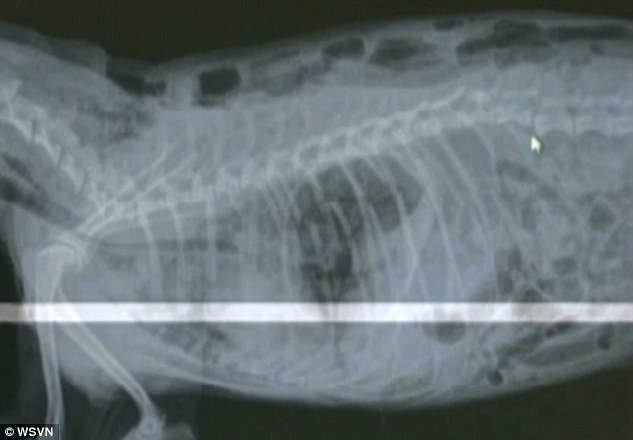 Traumatic injuries: According to Dr Ron Ridge, of Saint Francis Animal Hospital in Pembroke Pines, Fox suffered 10 cracked ribs, missing teeth and a broken spine (pictured in an X-Ray) in the brutal attack
