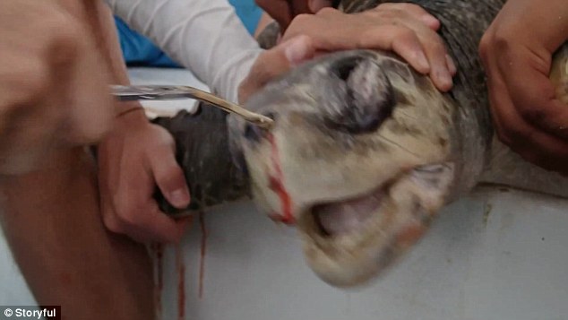 Blood dripped from the turtle's nose and the sea creature appeared to be in a lot of pain throughout the ordeal
