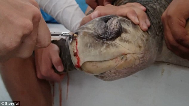 The team had limited supplies while out at sea but decided that a pair of pliers would be the best tool to pull the object from the turtle's nose