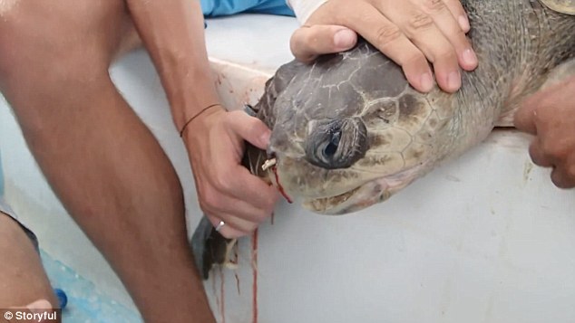 A research team discovered the male Olive Ridley sea turtle with a 12cm plastic straw lodged inside its nose in Costa Rican waters